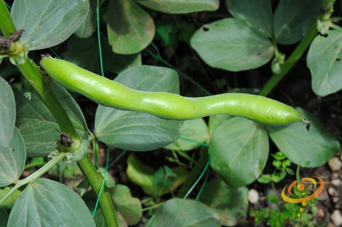 Fava bean seeds, Broad Windsor variety, from SeedsNow, showing fresh green beans in a natural setting.