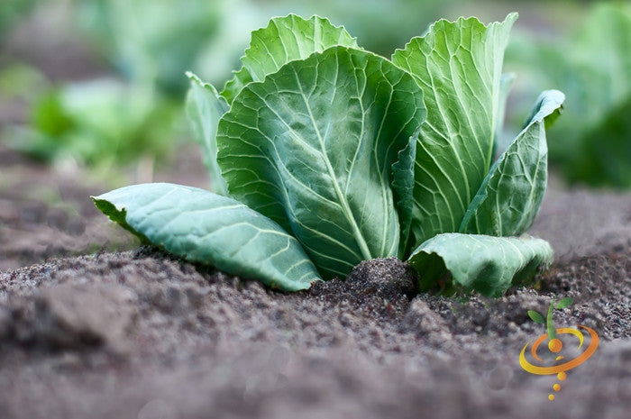 Cabbage Charleston Wakefield seedling sprouting in soil close-up