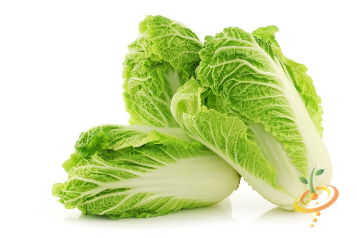 Fresh Michihili cabbage heads with light green, tender leaves on a white background