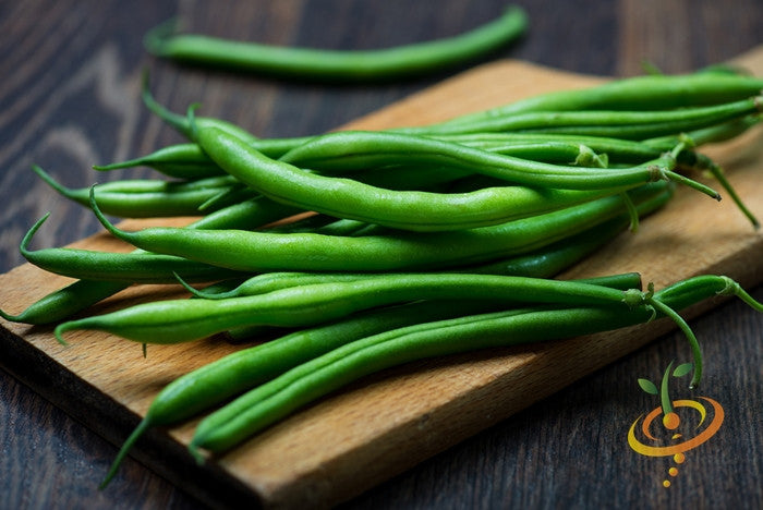 Bush bean plant with green beans growing on a healthy bush, organic Landreth Seeds variety, ready for harvest.