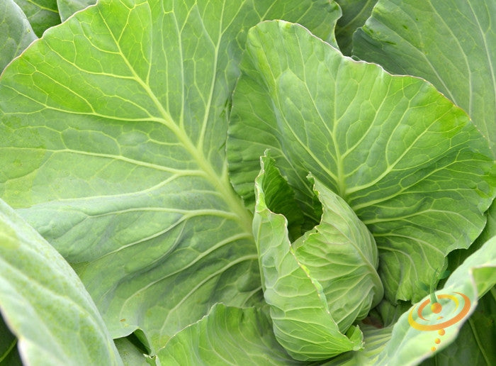 Fresh green collard leaves from Vates seeds showing broad, tender, slightly crumpled texture