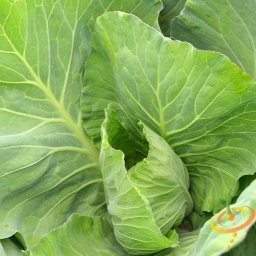 Close-up of tender, medium green Vates collard leaves growing in a garden