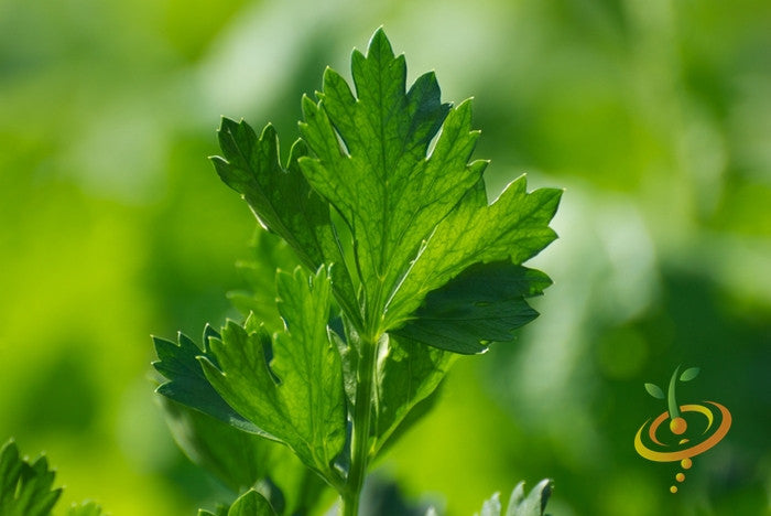Close-up of vibrant green Tendercrisp celery leaves growing in natural light