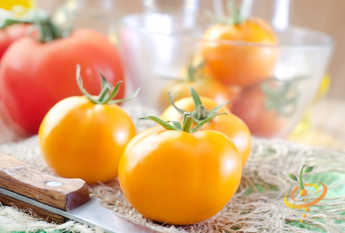 Indeterminate Jubilee tomato seeds from SeedsNow, showcasing ripe red tomatoes on the vine with lush green foliage.
