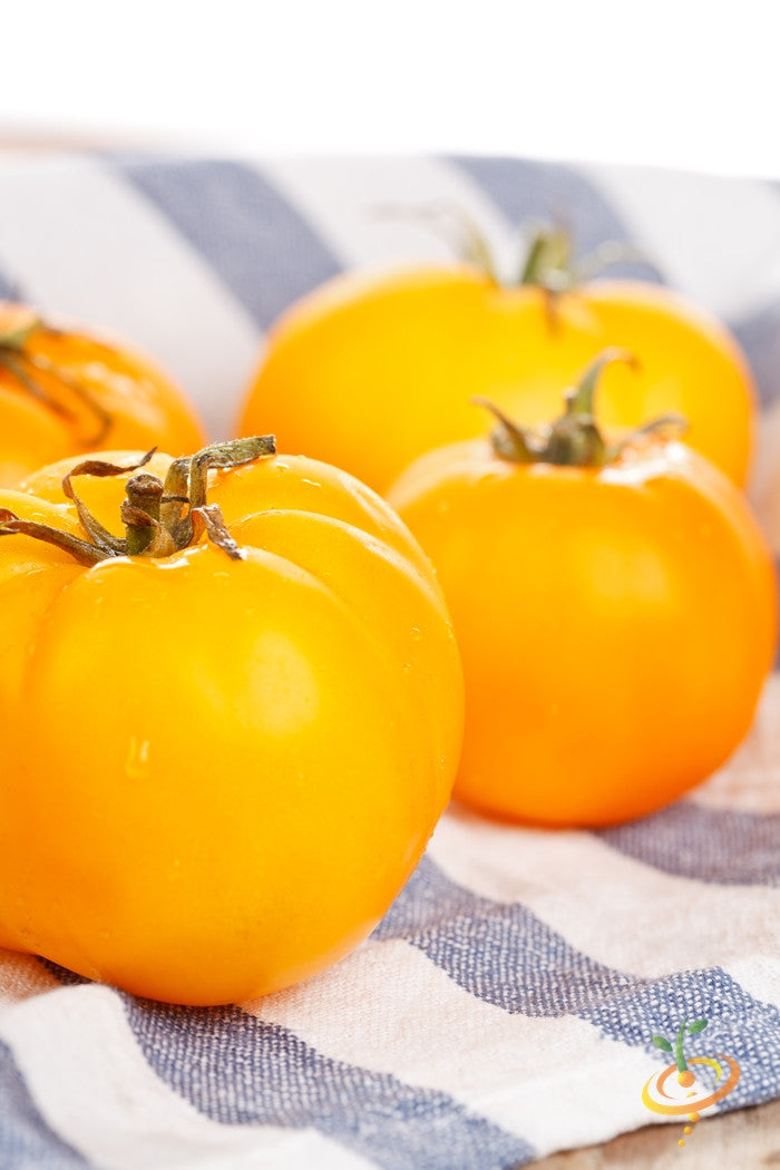 Golden Sunray indeterminate tomato seeds from SeedsNow, showcasing vibrant ripe tomatoes on a vine.