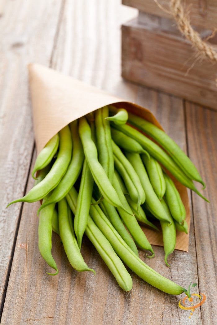 Kentucky Wonder pole bean with white seeds from SeedsNow, climbing plant with green leaves and bean pods growing on a trellis.