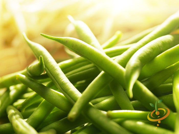 Fresh green Landreth SeedsNow bush bean plant with healthy leaves and developing beans, ready for harvest.