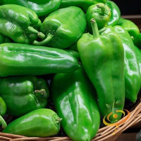 Pepper (Hot) - Ancho Grande π₯ - SeedsNow.com