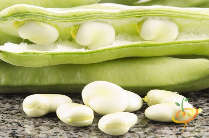 Fava bean seeds from SeedsNow, Broad Windsor variety, showing fresh green broad fava beans on a natural background.