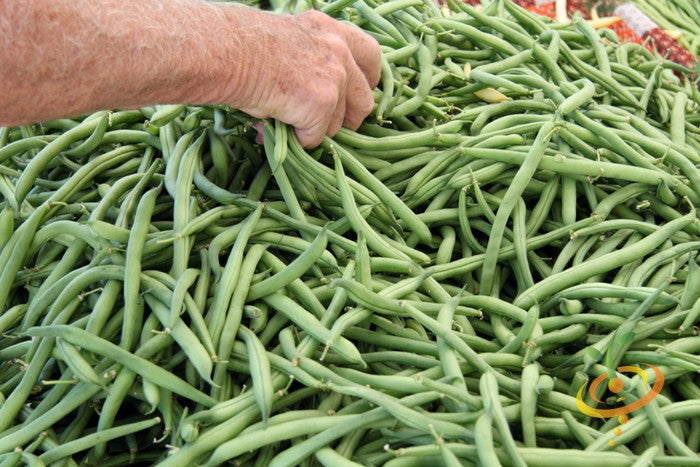Bush bean plant with green beans growing on a bush, featuring fresh, healthy foliage and developing bean pods.