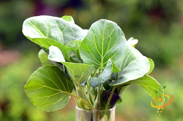 Fresh Kale Premier seeds leaves in a glass container with green blurred background