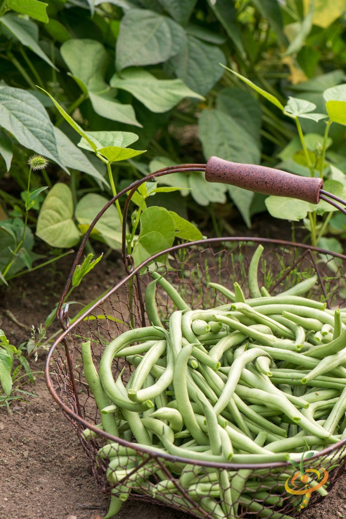 Blue Lake bush bean seeds from SeedsNow, showing vibrant green seeds in a clear container, ready for planting.