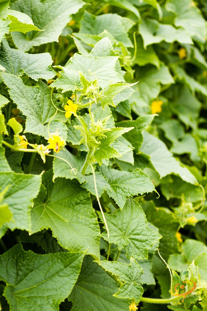 Fresh Marketmore cucumber growing from SeedsNow seed packet, ready for planting in a garden or greenhouse.