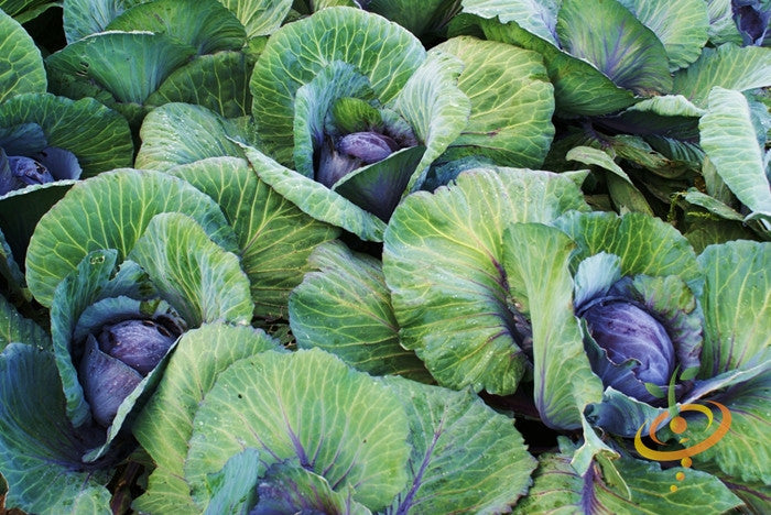 Mature Mammoth Red Rock cabbages with deep red heads and green outer leaves growing in a garden.