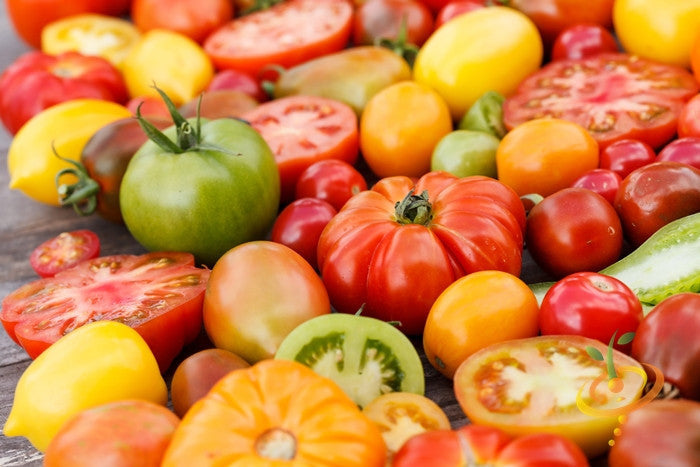 Heirloom Rainbow Mix tomato seeds from SeedsNow, showing colorful indeterminate tomato varieties in a garden setting.