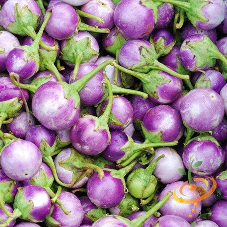 Round mauve eggplant (aubergine) seeds with green stems, heirloom variety