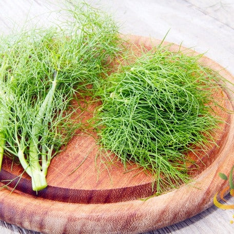 Fresh Florence fennel seeds from SeedsNow, showcasing green bulbous fennel with feathery leaves and seed clusters.