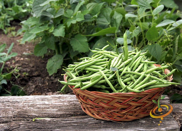 Basket of fresh green bush harvester beans on wooden surface with garden plants in background
