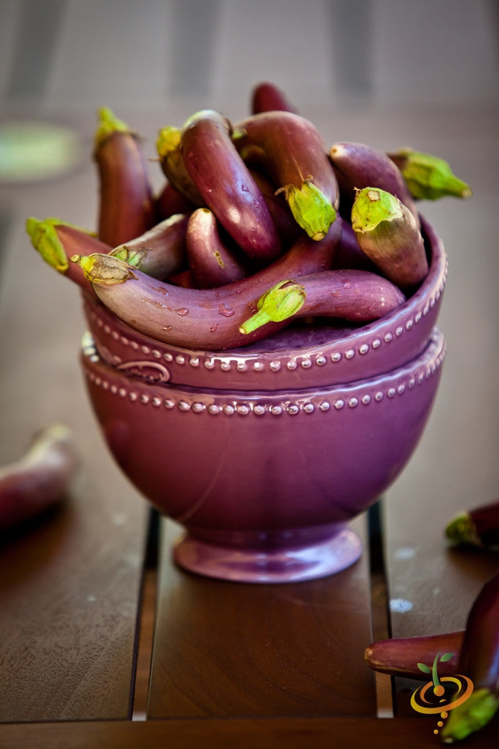 Long purple eggplants (aubergine) in decorative pot, fresh and vibrant