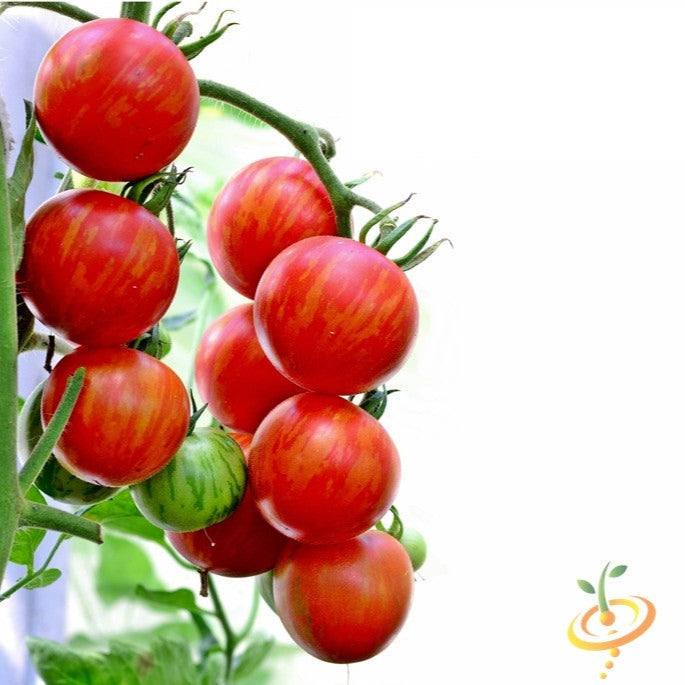 Cluster of ripe heirloom organic Tomato Tigerella fruits on the vine with distinctive red and orange streaks