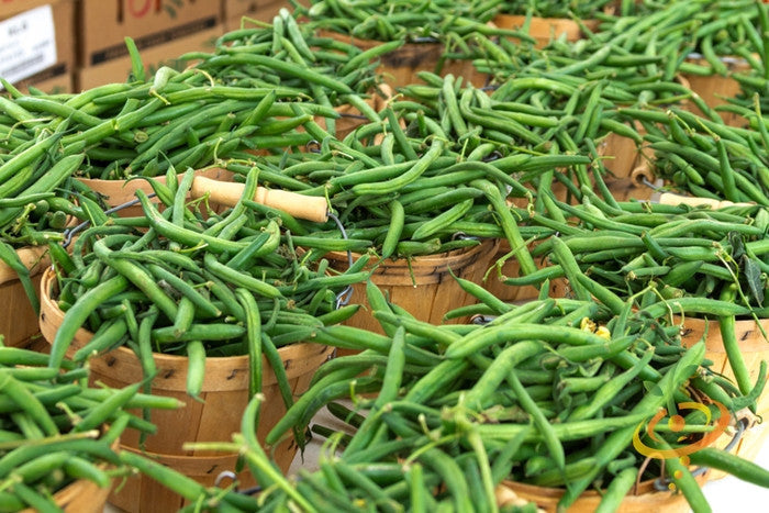 Tendergreen Bush Bean fresh green beans in wooden baskets at market