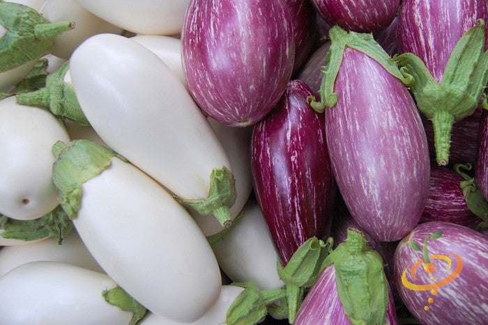Fresh white and purple striped eggplants (aubergines) close-up display