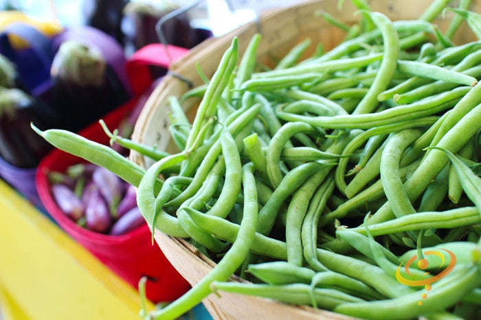 Fresh green bush beans in a basket for Harvester seeds planting