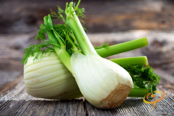 Fresh Florence fennel seeds from SeedsNow, showing green stalks and feathery leaves on a white background.