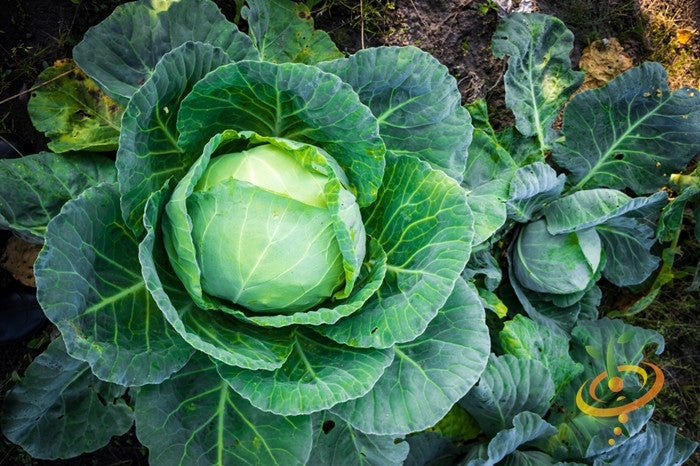Fresh green cabbage heads growing in a garden, illustrating All Season seeds variety ideal for year-round cultivation