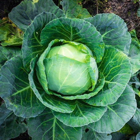 Shop All Season Cabbage seeds to order online in the USA. 65 days, spring, summer, and fall. Open-pollinated OP, USA-quality, Heirloom, NON-GMO organic seeds & more!