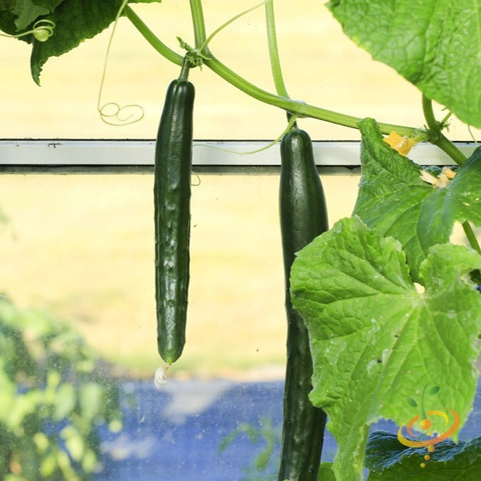 Chinese Snake cucumber hanging on vine with green leaves in garden environment