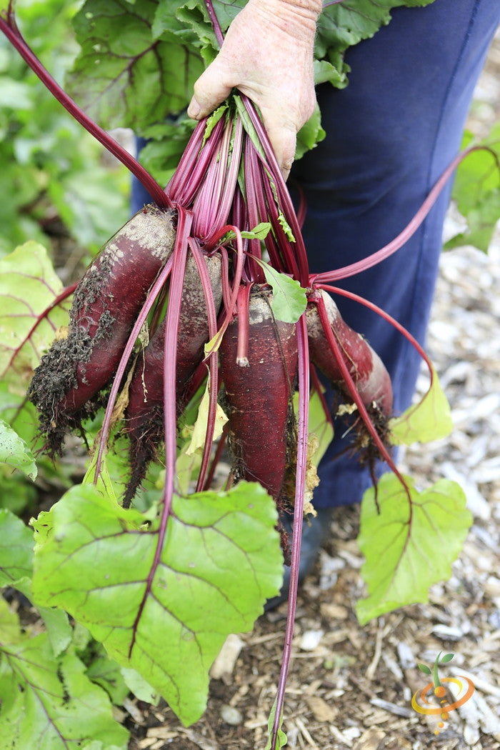 Cylindra beet seeds from SeedsNow, small dark seeds ideal for growing Cylindra beets in garden or farm.