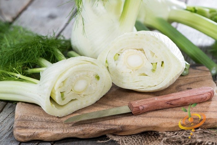 Fresh Florence fennel seeds from SeedsNow, showing green bulbs and feathery fronds on a white background.