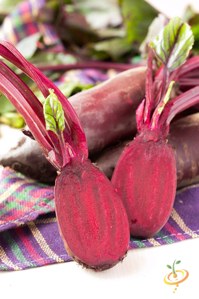 Fresh Cylindra beet seeds from SeedsNow, showing small, round seeds ideal for planting and growing healthy beets.