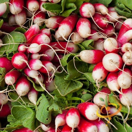 Buy fresh Sparkler Egg Radish seeds online in the USA. Mix of round red and white radishes. Open-pollinated OP, USA-quality, Heirloom, NON-GMO organic seeds & more!