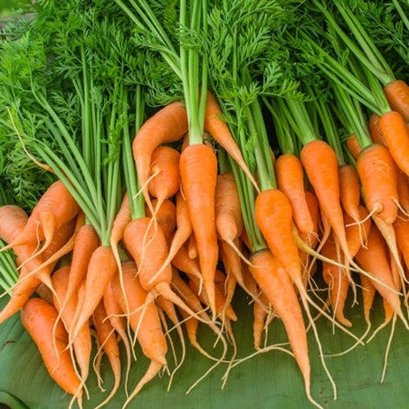 Fresh Little Fingers carrot seeds from SeedsNow, 4-inch long root variety, shown in the image.