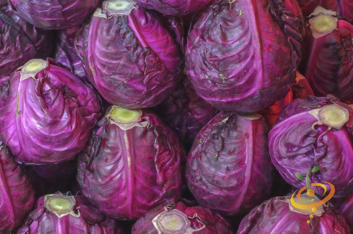 Close-up of fresh deep red globe-shaped Red Acre cabbage heads clustered together