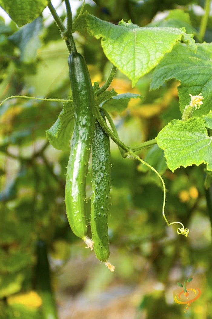 Chinese Snake cucumber hanging on vine with green leaves in garden