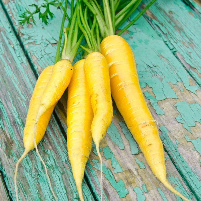 Yellow Amarillo carrot seeds from SeedsNow, 8-inch long carrot seeds, shown in a close-up image with green foliage.