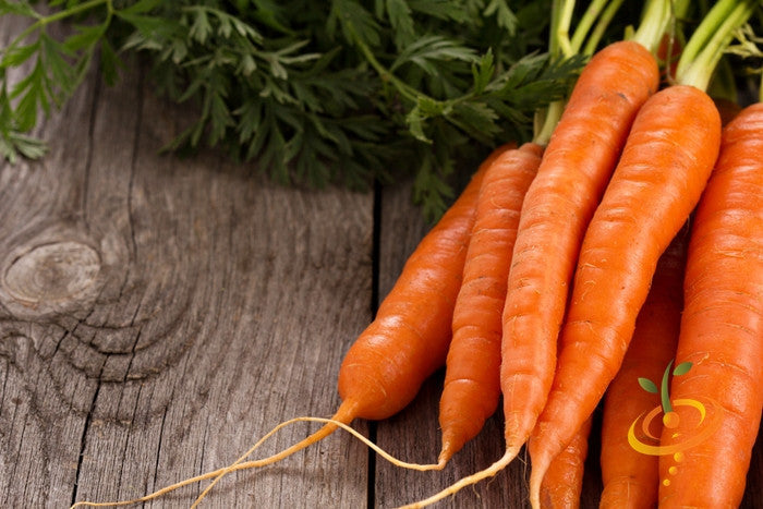 Fresh bright orange Carrot Autumn King variety on wooden surface with green tops