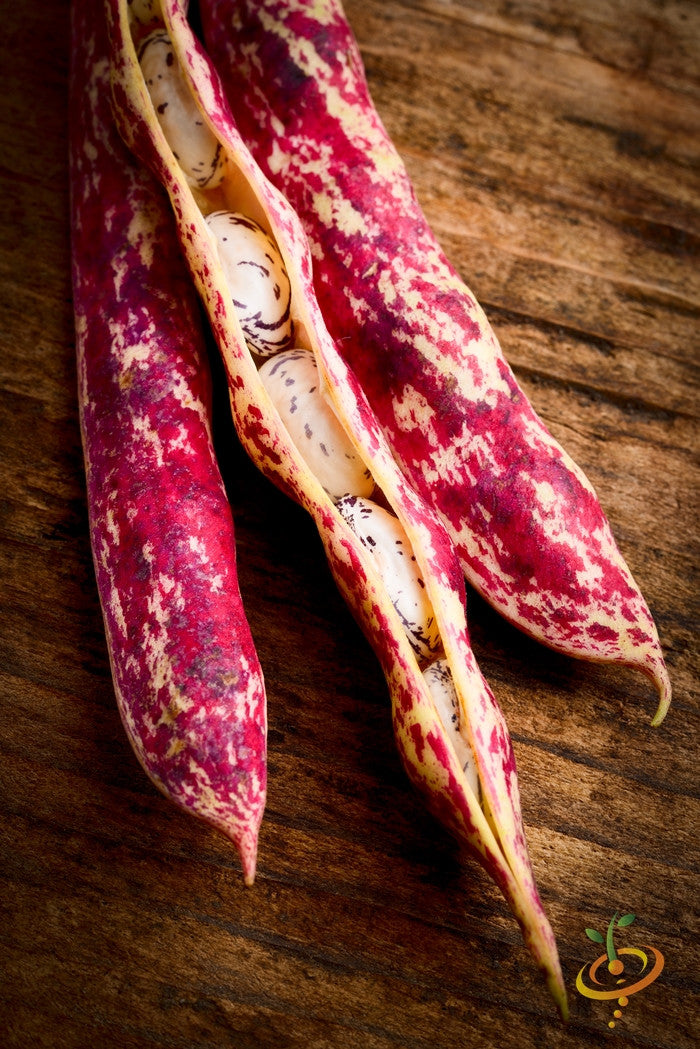Bush Borlotti bean seeds from SeedsNow, showing healthy seed pods and beans ready for planting.
