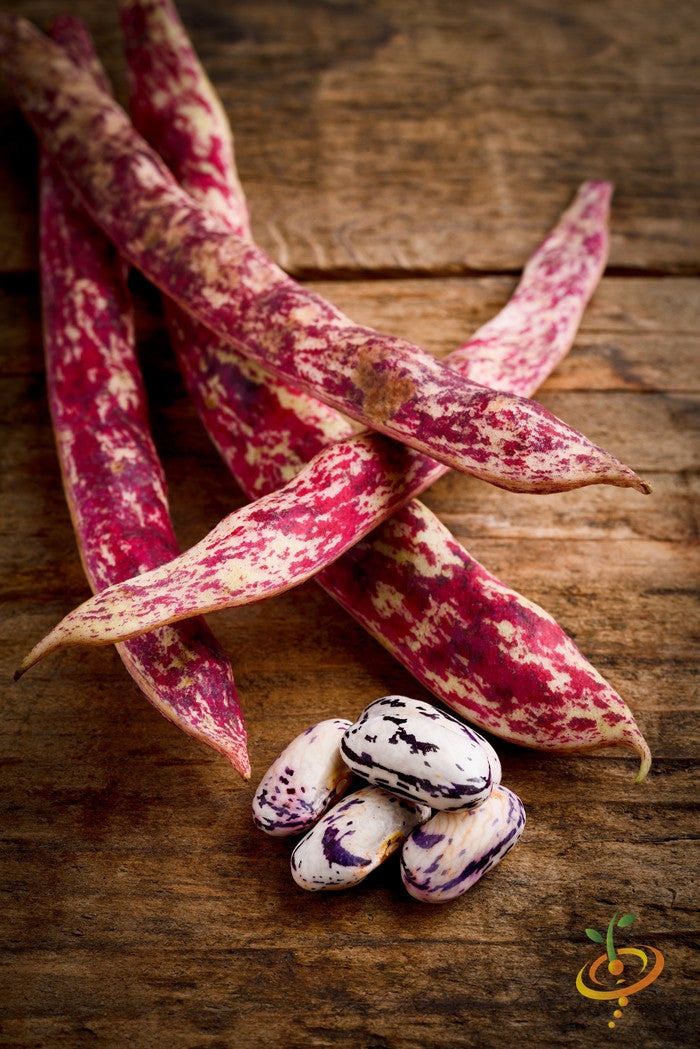 Bush Borlotti bean seeds from SeedsNow, showing fresh seed pods and beans ready for planting.