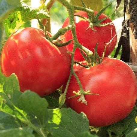 Ripe medium-sized bright red Floradade tomatoes on the vine with green leaves