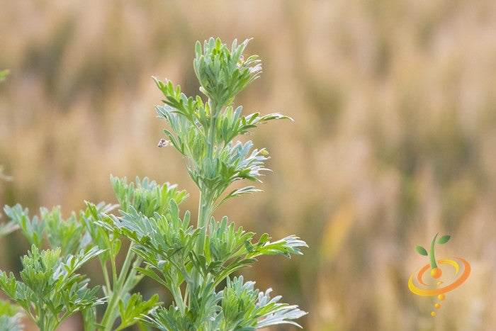 Close-up of a green wormwood plant growing in a blurred natural background representing wormwood seeds cultivation