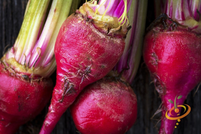 Chioggia beet seeds from SeedsNow, showing vibrant red and white striped beet root seeds for planting.