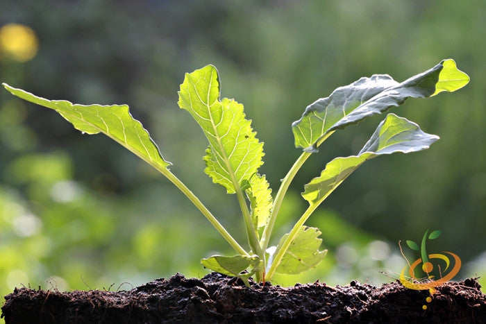 Fresh green Georgia Southern collard leaves from SeedsNow, ready for cooking or harvesting in a garden.