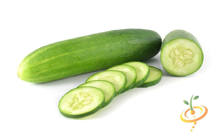 Everbearing cucumber seeds from SeedsNow, showing fresh green cucumber seedlings growing in soil.
