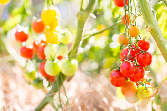 Bunches of red and green cherry tomatoes growing on the vine in a sunlit garden