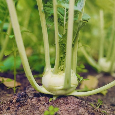 Fresh white Kohlrabi Vienna seeds from SeedsNow, showing vibrant, round vegetable bulbs and leafy greens in a garden setting.