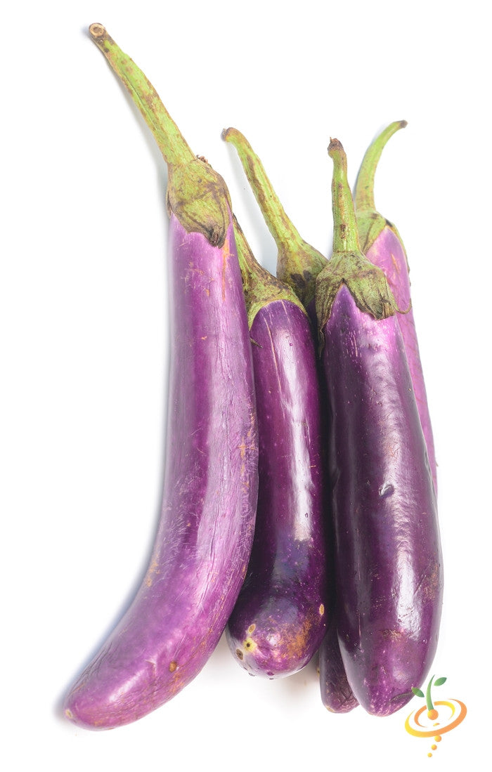 Long purple Eggplant (Aubergine) fruits with green stems, variety Long Ping Tung